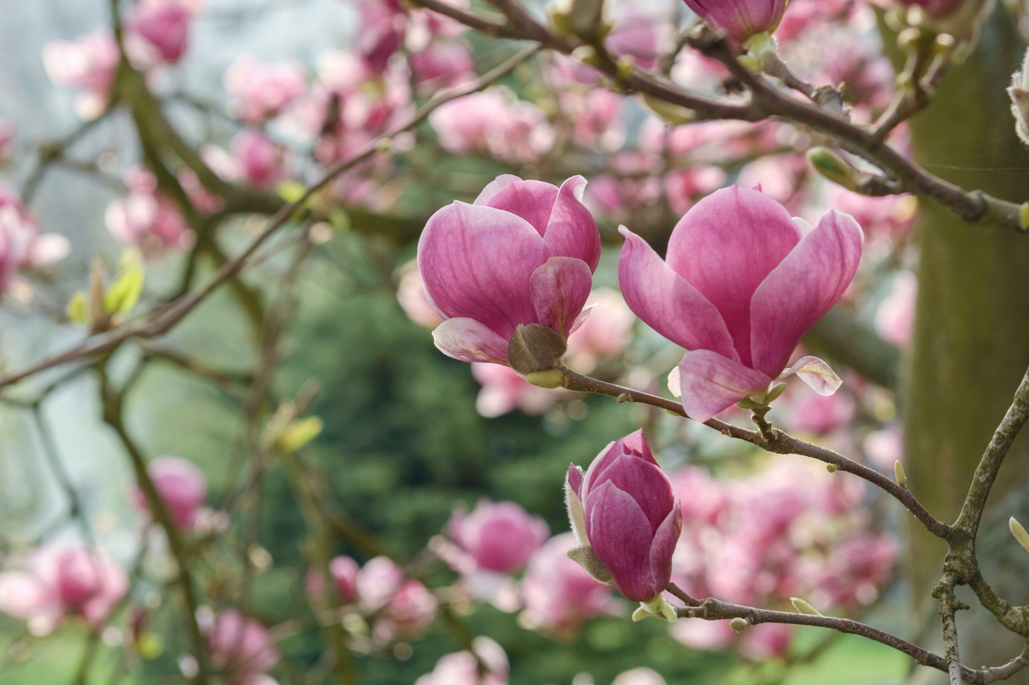 Magnolia blossom in garden