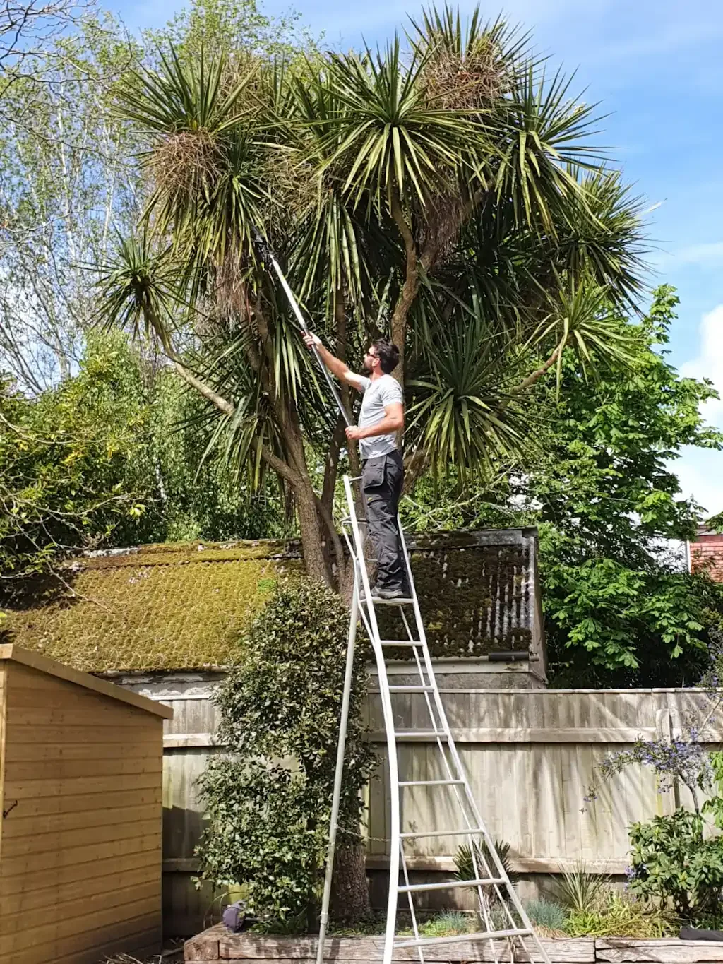 Palm tree pruning work